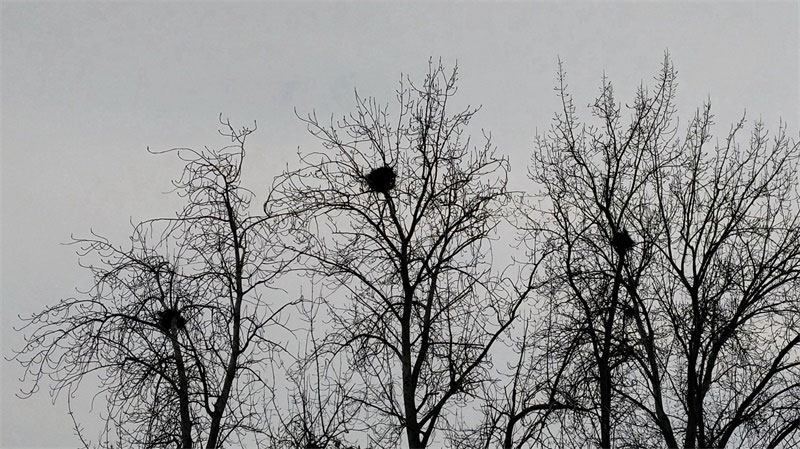 IMG_20210204_173243---gai.jpg IMG_20210204_173243---gai.jpg